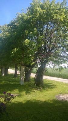 zdjęcie do
														 artykułu: Nowe zasady wycinki drzew 